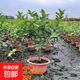 香水檸檬樹(shù)樹(shù)苗盆栽帶果可食用陽(yáng)臺庭院種植四季結果廣東青檸檬苗 香水檸檬樹(shù)【粗桿-矮樁】_帶花或帶果