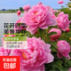新品芍藥花苗重瓣帶芽大根塊四季開(kāi)花多年生陽(yáng)臺庭院濃香觀(guān)花盆栽 【賽桃花】大花濃香重瓣 人工精選8年老跟塊芍藥【開(kāi)花30朵左右】+肥料