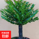 小葉紫檀盆景樹(shù)樁盆栽老樁獨樁植物室內桌面客廳好養活防輻射綠植 大號單頭粗桿40左右高