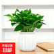 吉利紅金鉆發(fā)財樹(shù)鴨腳木綠植好養室內桌面盆栽除甲醛植物真花卉 【一盆】綠蘿+白色吸水盆 下單即送肥料