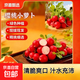 新鮮櫻桃水果蘿卜紅皮白心早餐蘸醬涼拌超市品質(zhì)京東包郵 2斤 含箱