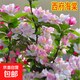 海棠樹(shù)苗庭院觀(guān)賞垂絲海棠花苗西府海棠苗北美海棠花苗耐寒耐旱 西府海棠 2公分粗