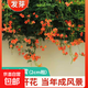 耐寒凌霄花苗爬藤植物花卉大苗綠植盆栽庭院四季陽(yáng)臺炮仗花紫藤 精品進(jìn)口凌霄花【2公分粗】推薦 送肥料