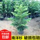 南洋杉盆栽樹(shù)苗圣誕樹(shù)北歐室內桌面好養綠植四季常青耐寒耐熱植物 南洋杉50-60cm(原盆) 含盆