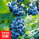 藍莓苗大果藍莓樹(shù)苗盆栽果樹(shù)苗庭院地栽水果藍莓耐寒南北方種植 F6 8年苗（結果苗）