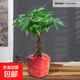 五福辮子發(fā)財樹(shù)小盆栽綠植辦公桌植物茶幾好養樹(shù)中式禪意盆景 簡(jiǎn)裝辮子發(fā)財樹(shù)_原土盆 含盆
