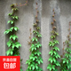 爬山虎苗五葉地錦花卉樹(shù)苗攀援爬藤植物庭院別墅公園綠化苗木 30-50cm長(cháng)五葉爬山虎【10棵】