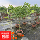 香水檸檬樹(shù)樹(shù)苗盆栽帶果可食用陽(yáng)臺庭院種植四季結果廣東青檸檬苗 香水檸檬樹(shù)1.7-1.8米_帶花或帶果