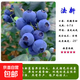藍莓苗大果藍莓樹(shù)苗盆栽果樹(shù)苗庭院地栽水果藍莓耐寒南北方種植 法新 3年苗（少量結果）
