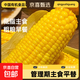 精品有機黃糯玉米 花糯玉米彩糯新鮮糯玉米真空裝包 【有機認證】黃糯玉米8支 單棒均重＞200g