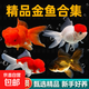 精品金魚(yú)觀(guān)賞魚(yú)獅子頭好養耐活自來(lái)水鴻運當頭丹頂冷水淡水風(fēng)水魚(yú) 精品金魚(yú)組合顏色隨機 4-6CM3條