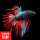 泰國斗魚(yú)觀(guān)賞魚(yú)苗金魚(yú)熱帶好養耐活體小型魚(yú)缸淡水半月寵物婚紗魚(yú) 精品斗魚(yú)獅王公1條+斗魚(yú)缸  顏色隨機