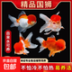 精品金魚(yú)觀(guān)賞魚(yú)獅子頭好養耐活自來(lái)水鴻運當頭丹頂冷水淡水風(fēng)水魚(yú) 精品隨機國獅 6-9CM3條