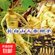 戀品惠人參種子長(cháng)白山野山參種子中草藥材種孑四季種植苗陽(yáng)臺庭院 長(cháng)白山人參種子1包（約30粒）