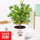 四季金桔樹(shù)苗盆栽室內客廳帶果可食用陽(yáng)臺年宵植物花卉小橘子綠植 金桔帶果+樹(shù)葉瓷盆26-38cm 含盆