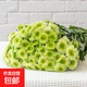 小雛菊鮮切花云南基地水養花期長(cháng)家庭插花A 綠精靈小雛菊5枝