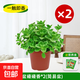 碰碰香盆栽可食用綠植驅蚊提神香噴噴多肉植物花卉凈化空氣一抹香 中盆碰碰香x2【簡(jiǎn)易盆】+營(yíng)養液 含盆