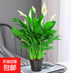白掌一帆風(fēng)順盆栽水培植物綠蘿籮花卉室內花綠植紅掌發(fā)財樹(shù)吸甲醛 精品白掌帶花4-6株+原盆+營(yíng)養液【買(mǎi)2送噴壺】