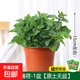 檸檬薄荷盆栽可食用迷迭香薄荷葉苗驅蚊草水培好養花卉室內綠植物 中盆薄荷1盆(原土無(wú)盆)+營(yíng)養液 含盆