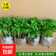 可食用薄荷苗盆栽室內擺水培綠植物新鮮薄荷葉種子秧苗 精品薄荷大苗35顆+15顆防損【共發(fā)50顆】+5肥