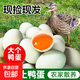 正宗散養生鴨蛋農家新鮮鴨蛋正宗散養土鴨蛋現撿現發(fā)養生部分帶泥 10枚生鴨蛋