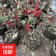 【帶果】原土北美冬青盆栽樹(shù)苗耐寒年宵花卉相思豆室內庭院客廳 原土發(fā)貨【帶果2顆】高35-45厘米