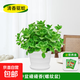 碰碰香盆栽可食用綠植驅蚊提神香噴噴多肉植物花卉凈化空氣一抹香 中盆碰碰香【螺紋盆】+營(yíng)養液 含盆