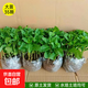 可食用薄荷苗盆栽室內擺水培綠植物新鮮薄荷葉種子秧苗 精品薄荷大苗25顆+送10顆防損裝【共發(fā)35顆】