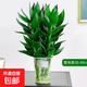 水培富貴竹盆栽帶根綠植 【帶根發(fā)貨】觀(guān)音竹3棵（簡(jiǎn)易杯）+營(yíng)養液