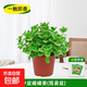 碰碰香盆栽可食用綠植驅蚊提神香噴噴多肉植物花卉凈化空氣一抹香 中盆碰碰香【簡(jiǎn)易盆】+營(yíng)養液 含盆