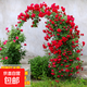 1.6米藤本月季特大花濃香庭院爬藤攀援植物薔薇花苗陽(yáng)臺玫瑰盆栽 【四季紅木香】多分枝精選母本大苗1.6米高左右