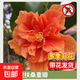 扶?；ㄅ柙灾匕陰Щòt色朱瑾牡丹草陽(yáng)臺多季花卉室內植物綠植季 【橙扶桑重瓣】 5年苗花期帶花（原土發(fā)貨 包對版）