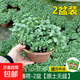 檸檬薄荷盆栽可食用迷迭香薄荷葉苗驅蚊草水培好養花卉室內綠植物 大號薄荷2盆(原土無(wú)盆)+2營(yíng)養液 含盆