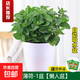 檸檬薄荷盆栽可食用迷迭香薄荷葉苗驅蚊草水培好養花卉室內綠植物 大盆薄荷(懶人盆)+2營(yíng)養液 含盆