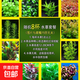 魚(yú)缸懶人水草植物淡水有莖草缸造景水族箱中后景沉木水草套餐 紅綠搭配八杯水草【送吸底杯】強烈推薦