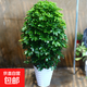 室內客廳庭院大型盆栽鴨腳木八方來(lái)財 鵝掌柴觀(guān)葉植物綠植 鴨腳木---約120cm高 含配套縲紋盆