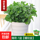 檸檬薄荷盆栽可食用迷迭香薄荷葉苗驅蚊草水培好養花卉室內綠植物 大盆薄荷(螺紋盆)+2營(yíng)養液 含盆