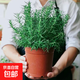 大盆迷迭香盆栽可食用驅蚊蟲(chóng)香草薄荷苗水培花卉綠植物室內煎牛排 食用級迷迭香大苗(原土盆)+營(yíng)養液 含盆