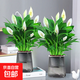 白掌一帆風(fēng)順盆栽水培植物綠蘿籮花卉室內花綠植紅掌發(fā)財樹(shù)吸甲醛 特級白掌10-12株+繁星自吸盆+營(yíng)養液【2盆】