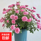 【果汁陽(yáng)臺月季】大苗玫瑰花苗盆栽大花歐月濃香陽(yáng)臺庭院帶花苞 鈴之妖精【帶花苞】 大苗【開(kāi)花爆滿(mǎn)】