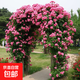 薔薇花苗爬藤植物藤本月季四季開(kāi)花卉特大濃香型玫瑰盆栽庭院陽(yáng)臺 安吉拉【四季中花多頭】 1.6米高左右【多分枝當年開(kāi)花】推薦