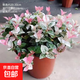 花葉絡(luò )石盆栽陽(yáng)臺彩葉花卉辦公室五彩耐寒綠植客廳室內盆景植物 花葉絡(luò )石大苗（冠幅15-20cm） 20-30cm