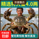 鮮活固城湖大閘蟹特大螃蟹河蟹5產(chǎn)地直發(fā)兩公4兩母 5兩公＋4兩母2對4只