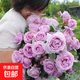 【果汁陽(yáng)臺月季】大苗玫瑰花苗盆栽大花歐月濃香陽(yáng)臺庭院帶花苞 藍色風(fēng)暴【帶花苞】 大苗【開(kāi)花爆滿(mǎn)】