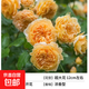 薔薇花苗爬藤植物藤本月季四季開(kāi)花卉特大濃香型玫瑰盆栽庭院陽(yáng)臺 瑪格麗特王妃【四季大花濃香】 1.6米高左右【多分枝當年開(kāi)花】推薦