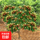 特大棗樹(shù)苗沾化冬棗樹(shù)苗棗樹(shù)樹(shù)苗南北方種植當年結果盆栽地栽果樹(shù) 【4公分左右粗】備注品種高一米6