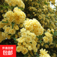 薔薇花苗爬藤植物藤本月季四季開(kāi)花卉特大濃香型玫瑰盆栽庭院陽(yáng)臺 清香型黃木香 1.6米高左右【多分枝當年開(kāi)花】推薦
