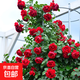 薔薇花苗爬藤植物藤本月季四季開(kāi)花卉特大濃香型玫瑰盆栽庭院陽(yáng)臺 蒂娜【四季大花濃香】 母本1.8米-2米高【當年成景】