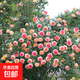 薔薇花苗爬藤植物藤本月季四季開(kāi)花卉特大濃香型玫瑰盆栽庭院陽(yáng)臺 羅曼尼詹森【四季大花濃香】 1.6米高左右【多分枝當年開(kāi)花】推薦