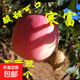 現貨東北新鮮水果 寒富蘋(píng)果遼寧當季現摘富士5斤箱包郵 整箱10斤【80-85mm】